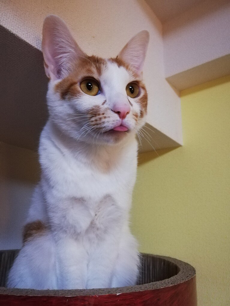 マロン ♂ 1歳。寝起きでうっかり舌を出したままの姿を激写しました！