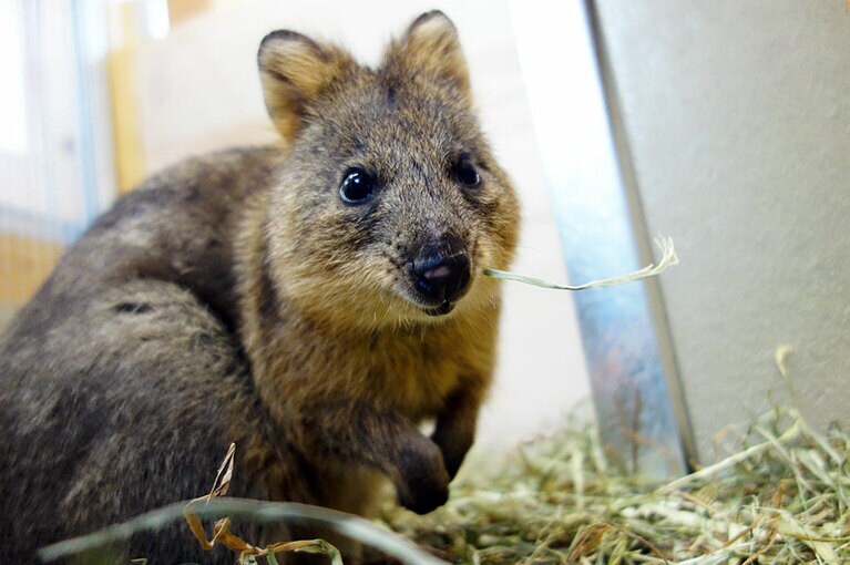 大人のクオッカで体長40～50センチほど。