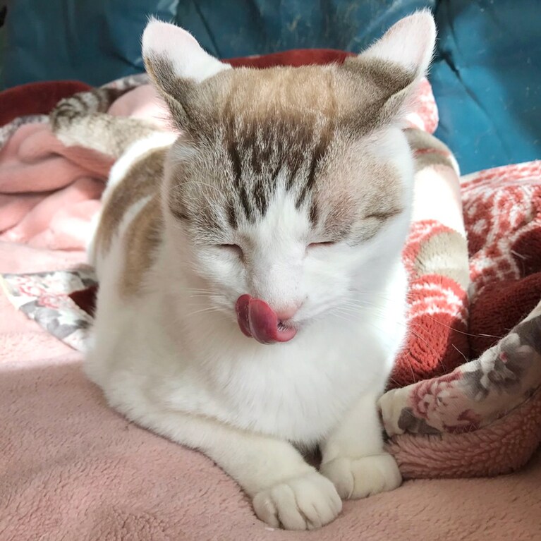 フォルテ ♂ 8歳。おやつ食べて、またひと眠り。