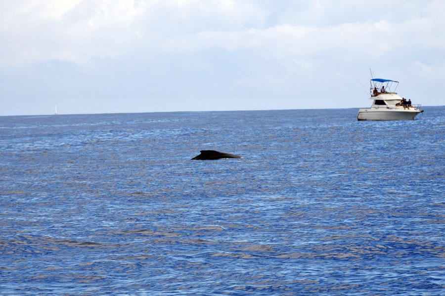 ザトウクジラの背中が見えた！