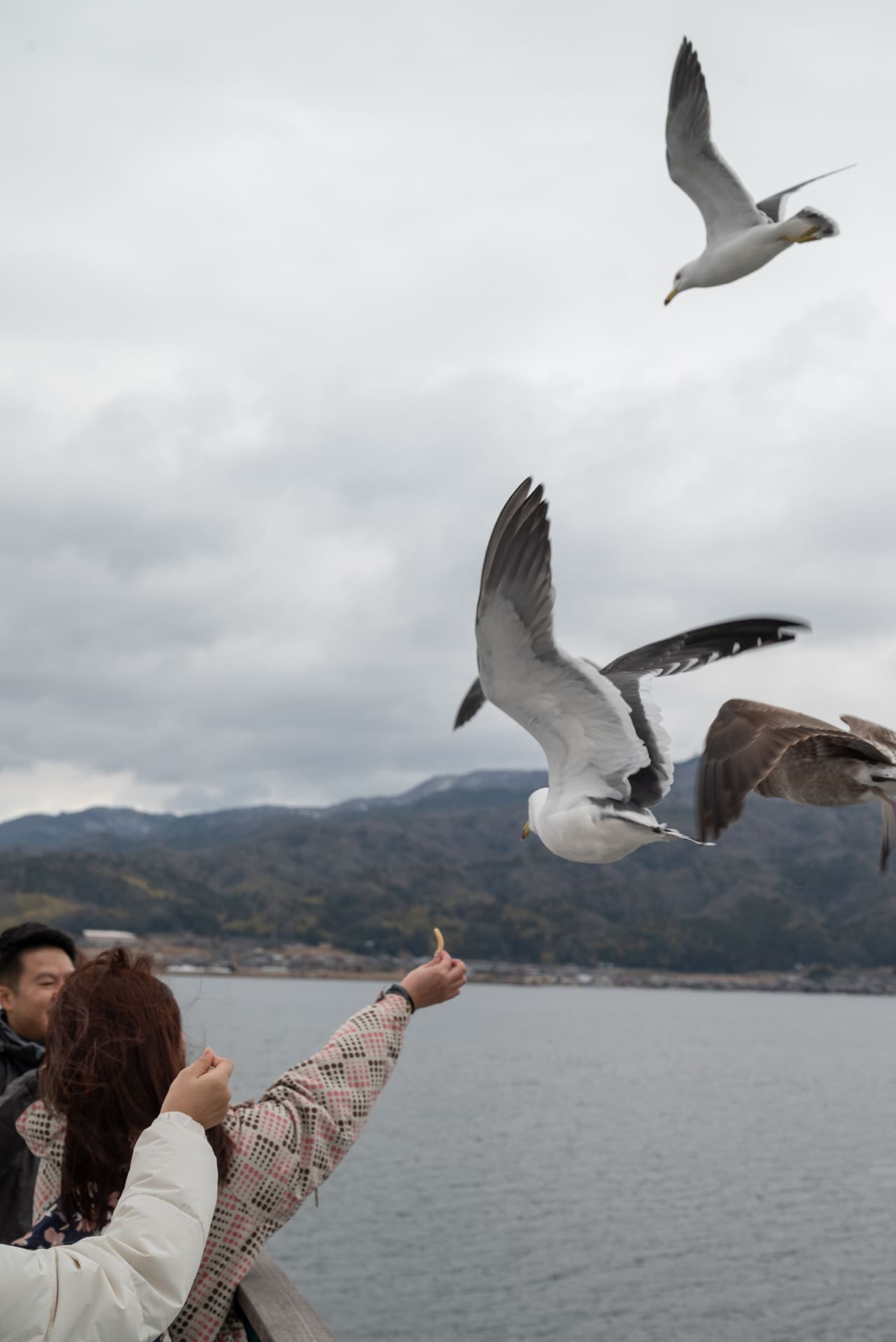 カモメがこんなに近くにやってくる！