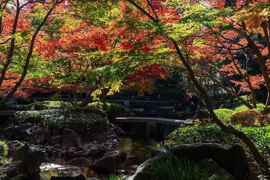 大田黒公園の紅葉／東京都