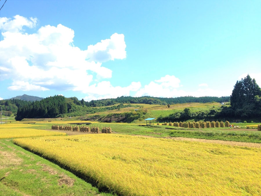 岩手県の豊かな自然に囲まれた休耕田を活用。