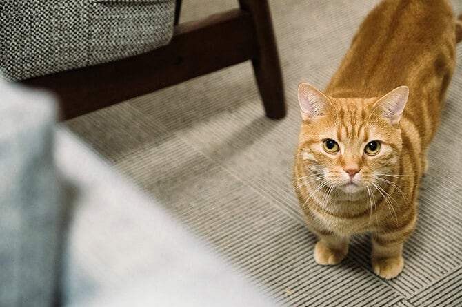 会長”は相方よりもザ・森東なヤツ」 愛しさ全開！さらば森田が愛猫を語る | お笑い芸人の“うちの子”紹介