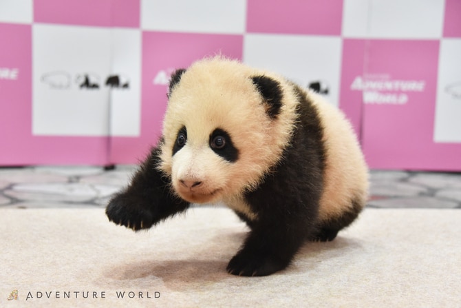 結浜。©アドベンチャーワールド