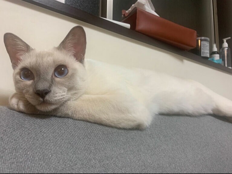 イルバーニ オス 1歳。そろそろ眠たくなってきたよ（りえさん）。