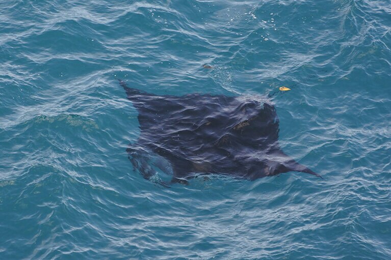 この日、5匹のマンタを発見。ガイドさんも大興奮。