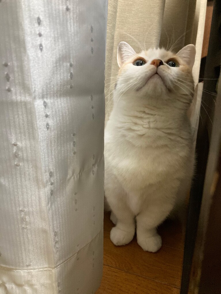 もち ♀ 4歳。見上げる先には猫じゃらし。