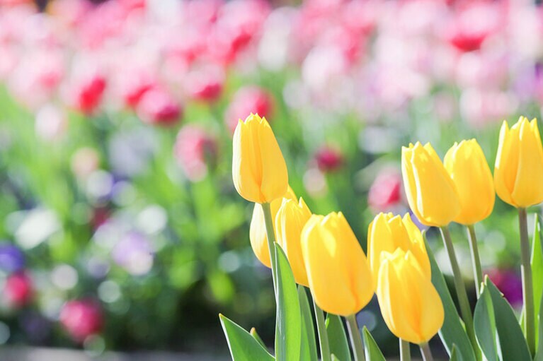 ふなばしアンデルセン公園。