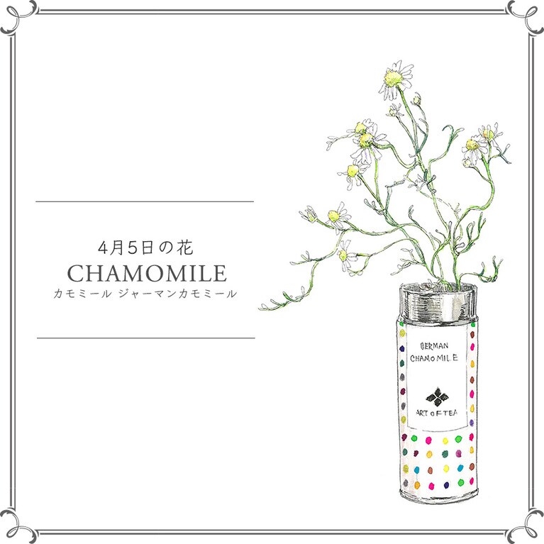 4月5日の花「カモミール ジャーマンカモミール」