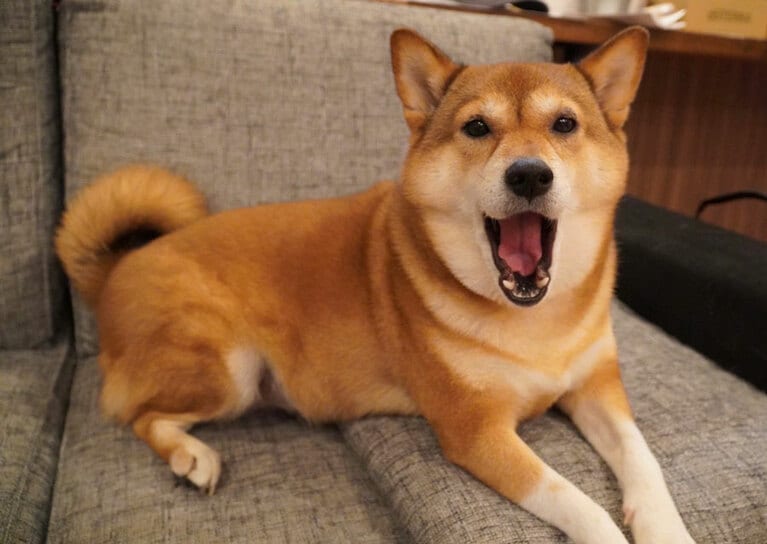 うちの子ベストショット④「表情豊か！　サンキューーー！」(尾形さん)