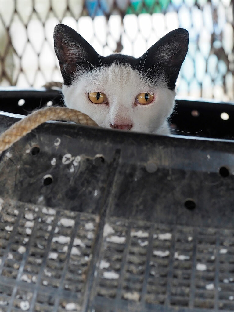 よく見たら、大御所演歌歌手の美〇さん!?