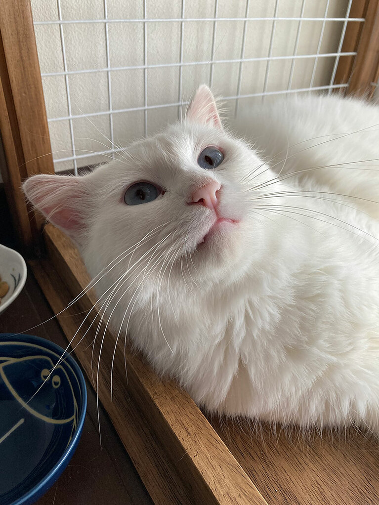 かぶ ♂ 1歳。保護してたった1カ月半。甘々ちゃんだったのにあっという間に急死してしまいました。もっとケージから出していっぱい遊んでいっぱい一緒に寝たかったな……短い時間だったけど大切な家族でした。