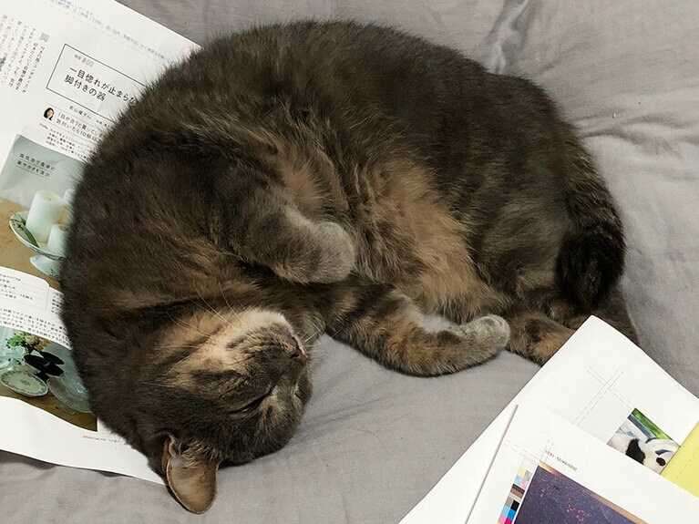 そんなわけで、猫だもの。今回も色校の束の上で寝落ちした愚～ちゃんでした。