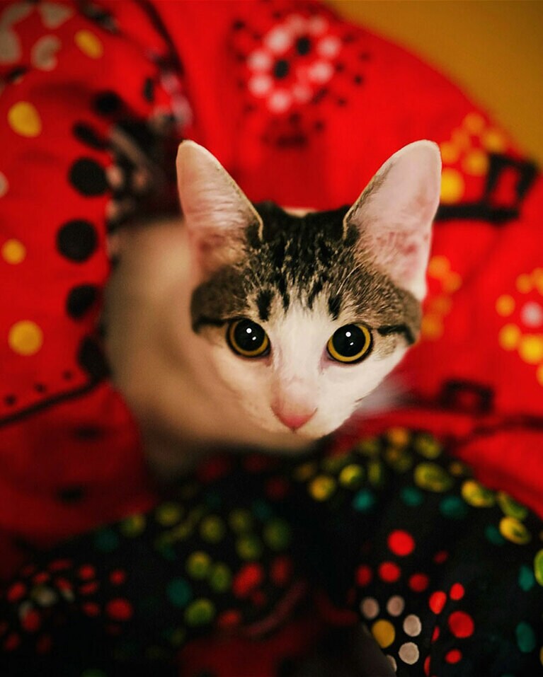 ティナ ♀ 7カ月。『いとしのティナ』通勤途中のOLさんが草むらにいるのを発見して保護した猫ちゃん！縁あって我が家へ♡ 最初はなかなか慣れずに隠れてばかり、どこにもいないので焦りまくって探したら布団の中に隠れてました。そのときのショットです！（シシクラ  シンジさん）