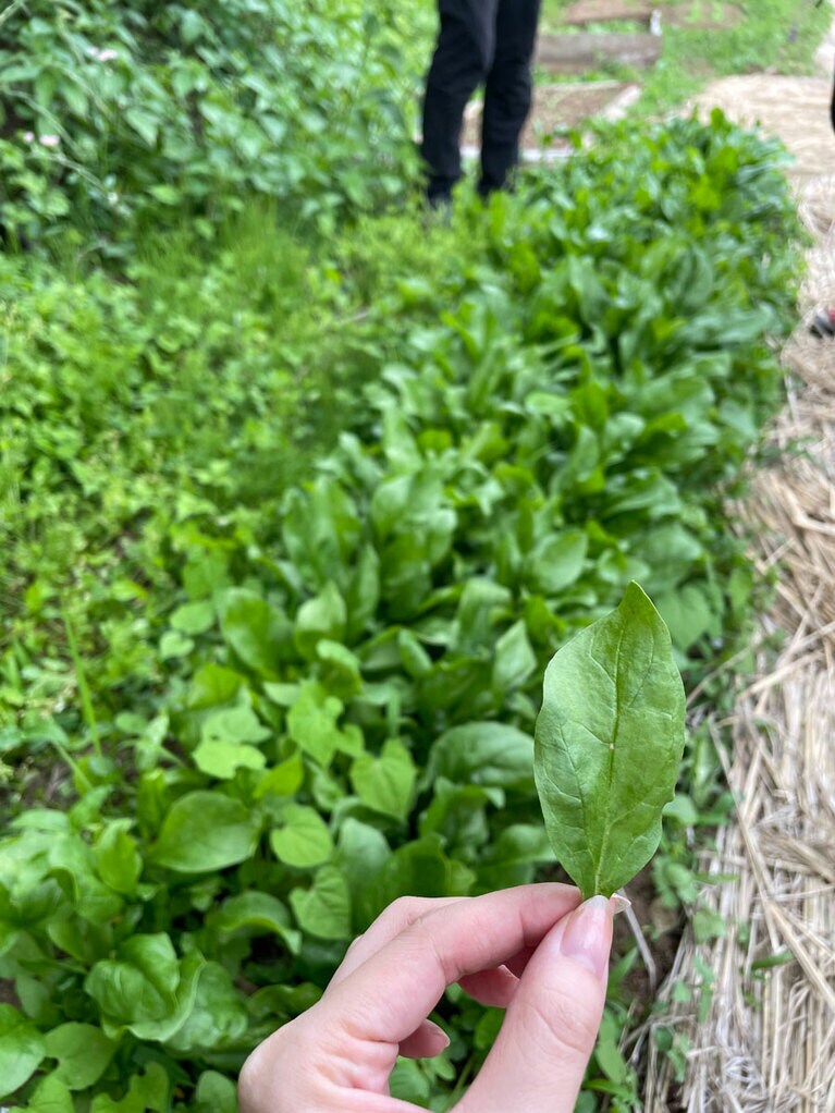 ライフ ファーミング キャンプの菜園で育てられたほうれん草は柔らかく甘い。