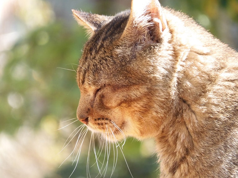 権兵衛さん ♂ 13歳。黙考中の殿(権兵衛さん)の癒される横顔に見とれて撮影しました。