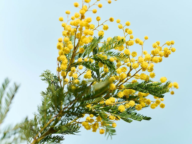 粒粒のつぼみも、ふわふわとした花も魅力的です。