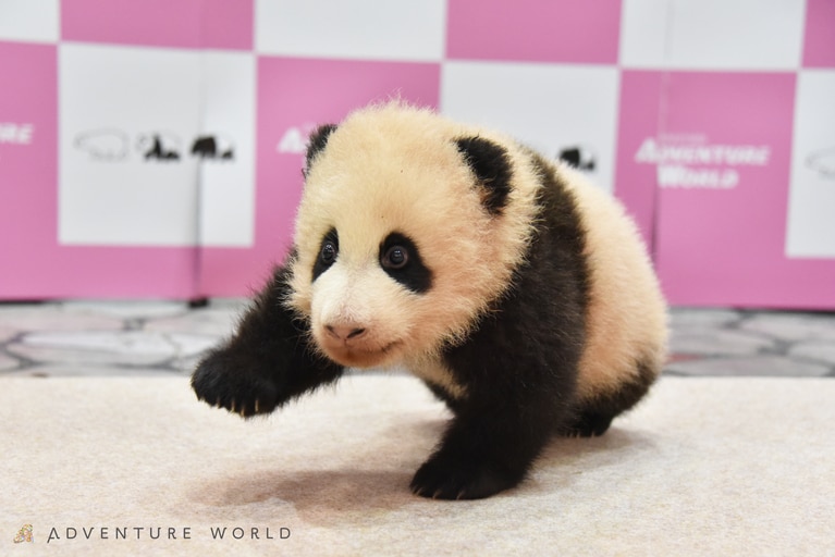 結浜。©アドベンチャーワールド