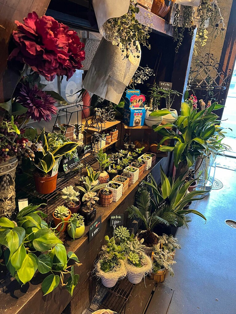多肉植物も種類豊富に揃う。