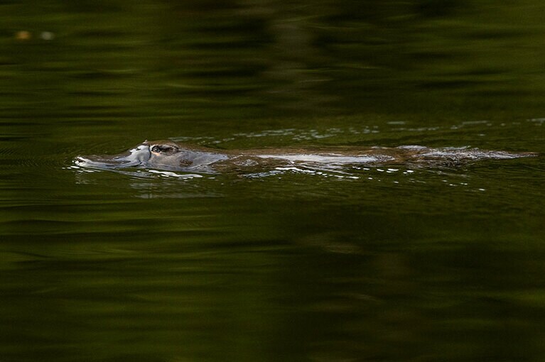 絶滅が危惧されている、カモノハシが悠々と泳ぐ姿を間近で見られるのは貴重！