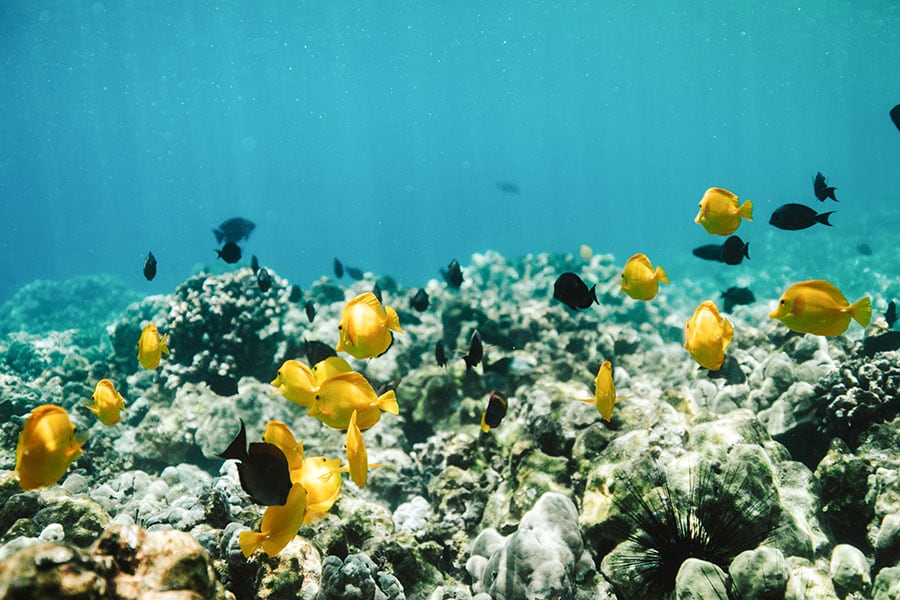 魚が多数泳ぐ海の様子。©Hawaii Tourism Authority(HTA)／Heather Goodman