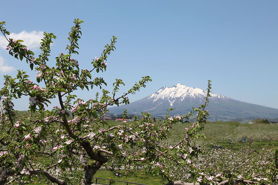 【青森県】弘前市りんご公園のりんごの花と岩木山。