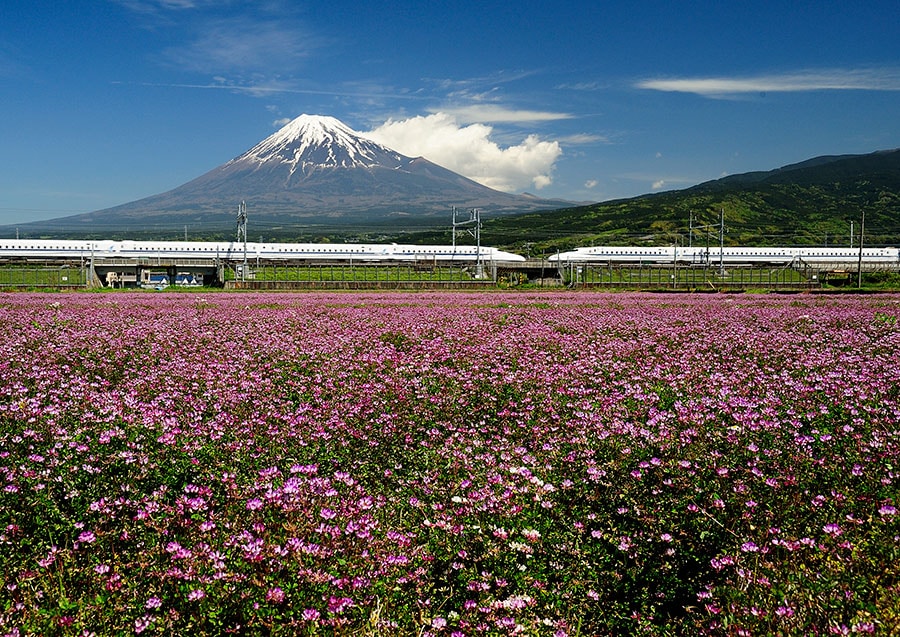 【静岡県】富士山とれんげ畑。
