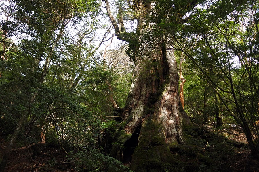 かつては最大とされていた、大王杉も王者の風格。ここから目的の縄文杉まであと約30分。