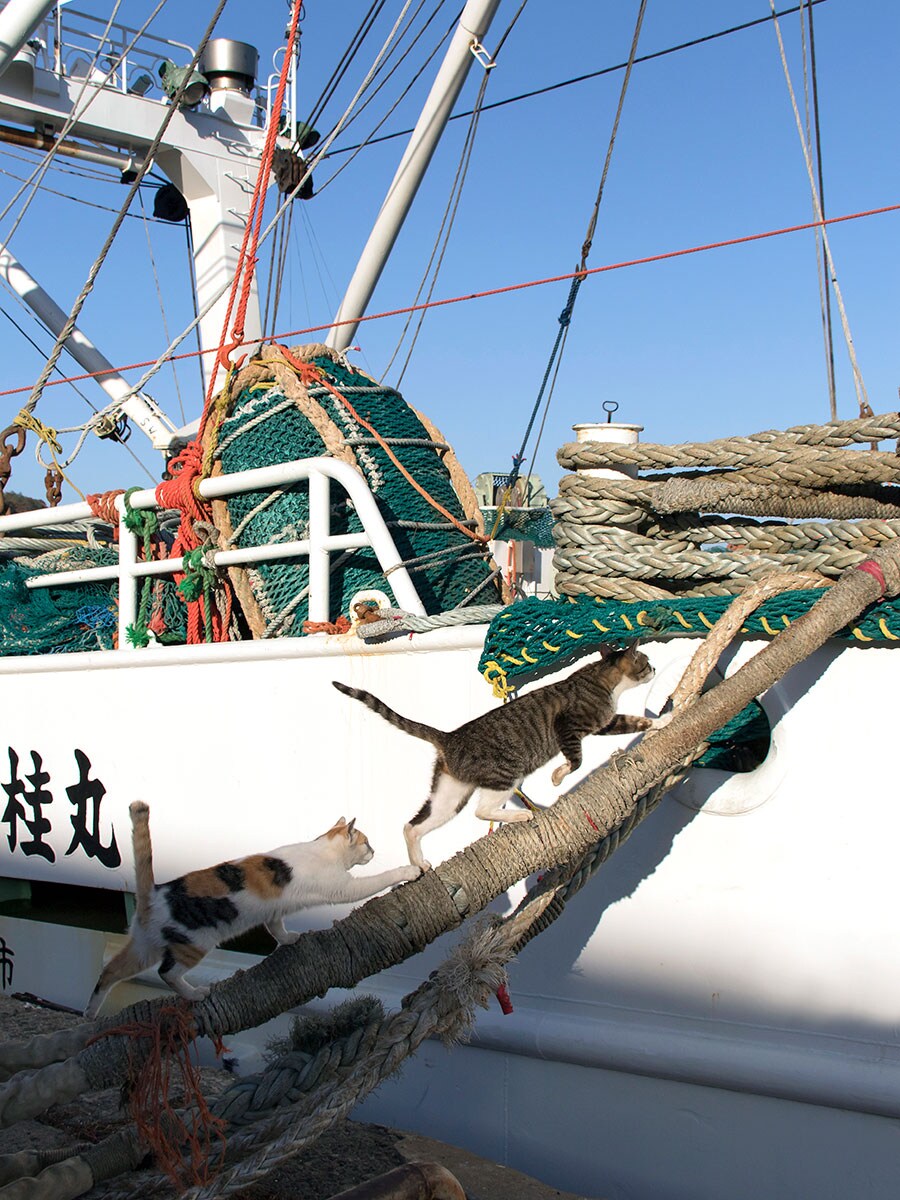 「夏休み特別企画！『魅惑のおさかな食べ放題クルーズ』に参加するのニャ～～♪」「カレイにホッケにサバ……お腹いっぱい食べてやるのニャ～～♪」