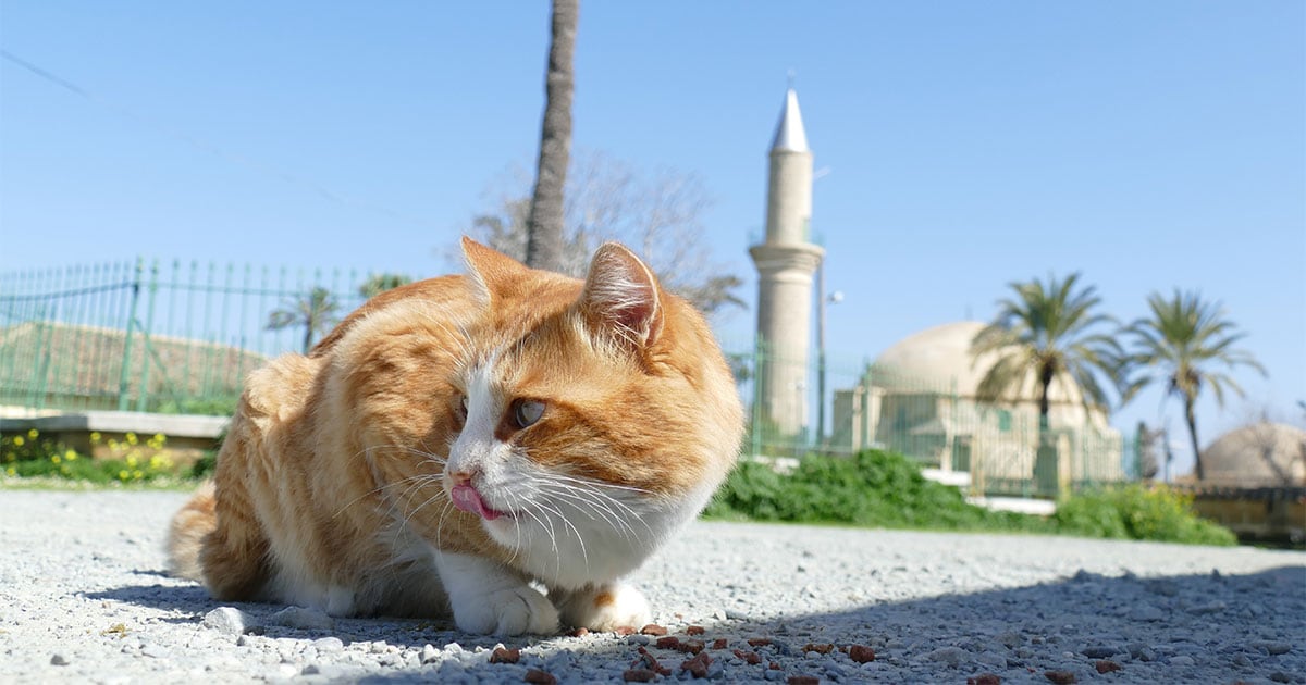 地中海に浮かぶネコの島へ キプロスのおおらかな “マイキャット文化”