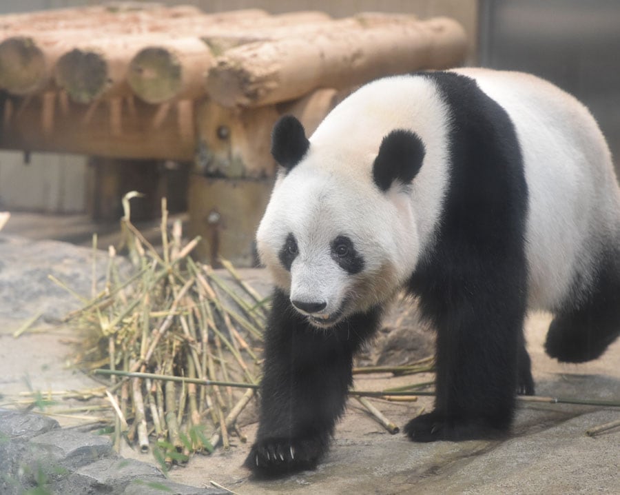 【香香（シャンシャン）メス／7歳】©公益財団法人 東京動物園協会