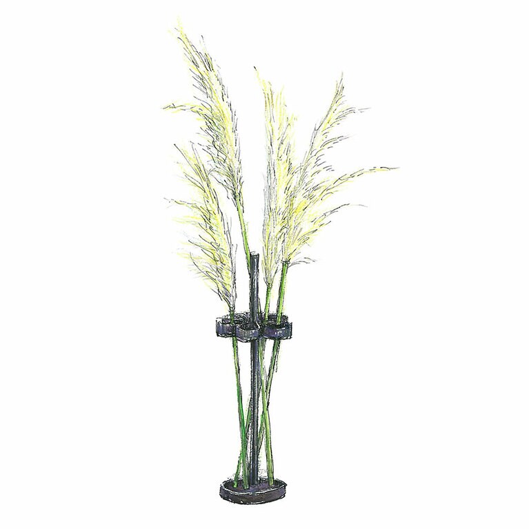 パンパスグラス。