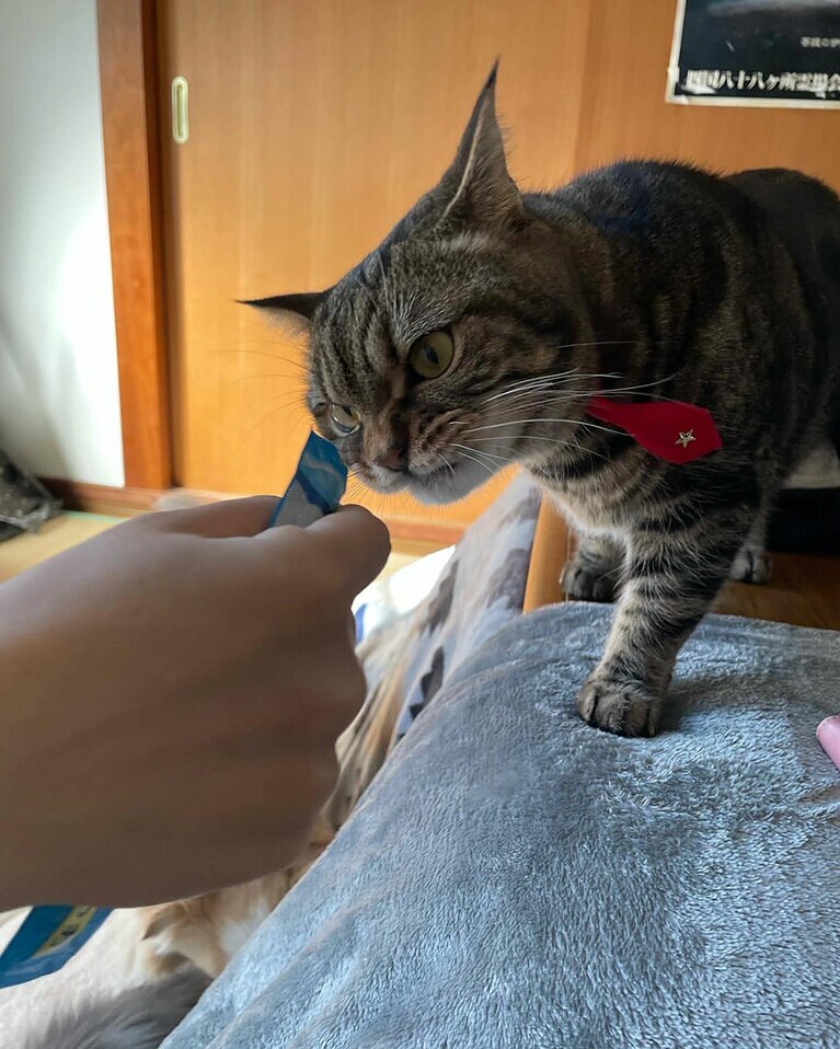 こたろう オス 2歳。とにかくおっとりマイペースなお兄ちゃん。なのにチュールを食べる時は豹変するw（コムスさん）。