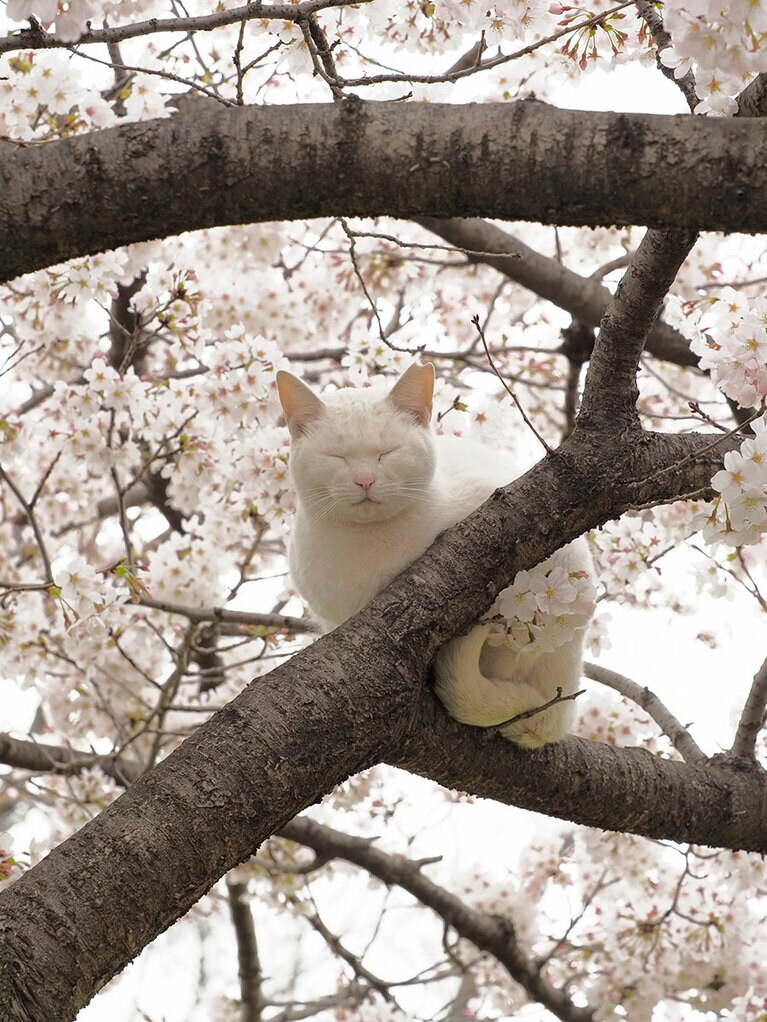 「……さっきから下僕どもが『綺麗！ 綺麗！』とうるさいのニャ……アタシの毛皮が綺麗なのは当たり前なのニャ……まったくもう……安眠妨害なのニャ……」