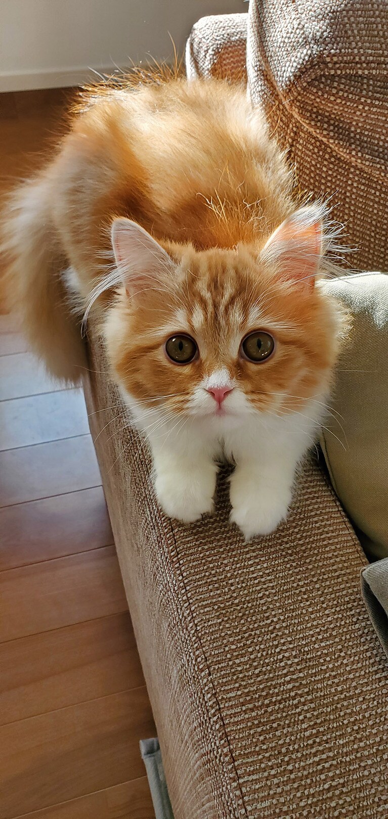 めい ♀ 0歳。朝の光をたくさん浴びてキラキラと輝く毛や 無邪気にかけまわる姿を見ていると、 この子に会えたこと、そして、我が家にやってきて くれた奇跡に感謝しかないです。