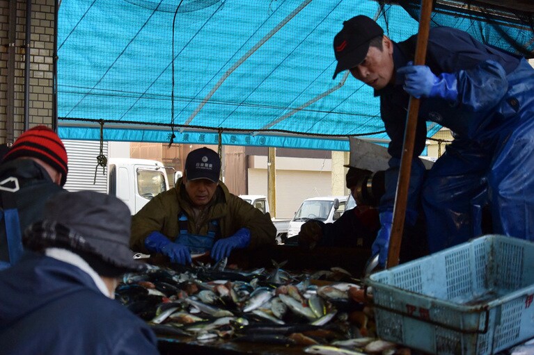 早朝の漁港。水揚げされた魚をより分けています。漁協周辺にはトビやカモメがおこぼれを狙って集合しています。