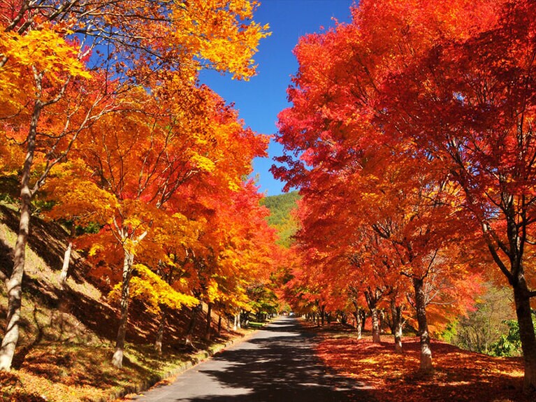 もみじこ　26入選 秋燃ゆ。