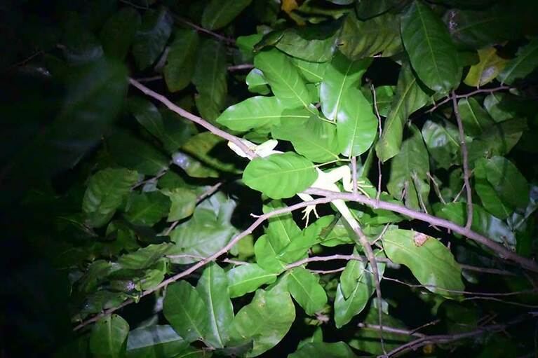 珍しいフィジーイグアナと案外簡単に会うことができます。