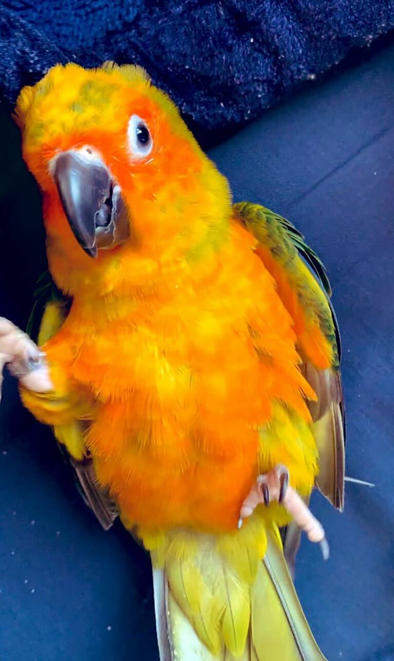 うちの子ベストショット③「布団で仰向けで寝転んできます」