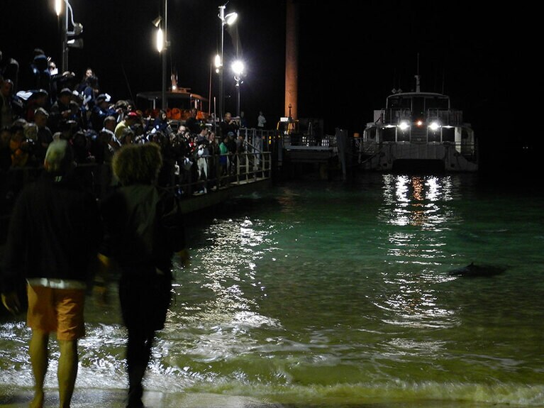 浅瀬にイルカがやってきました！