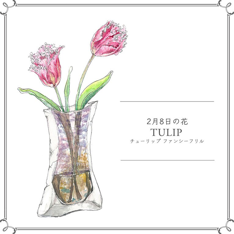 2月8日の花「チューリップ ファンシーフリル」