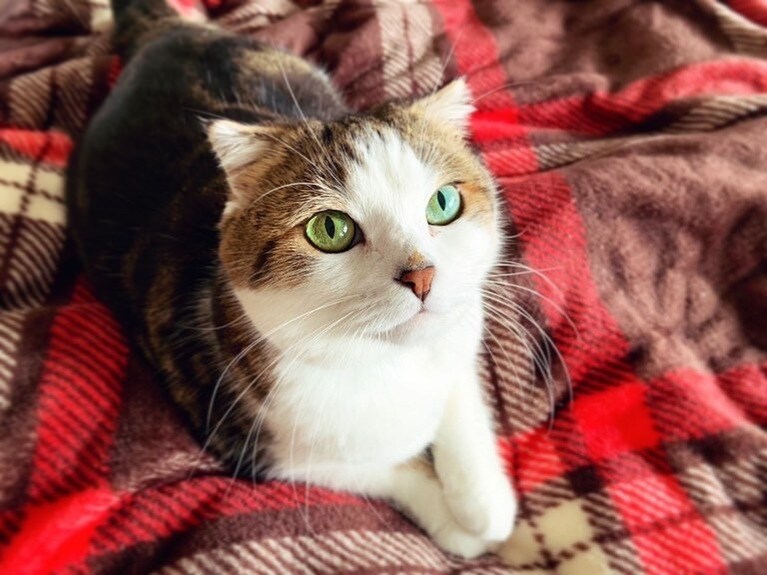 こてつ ♂ 8歳。窓からの日があたると目がとてもキレイです。ベットの上で一緒にゴロゴロしたくて飼い主をお誘いしている時の写真です。