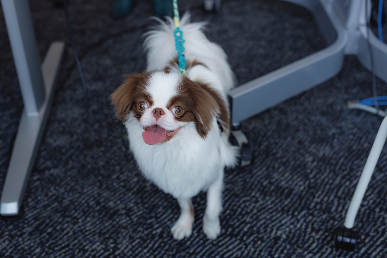 この日、別の社員が同伴していた琥太朗くんも一緒にランチ。ドロンパくんと仲良く触れ合う様子も。