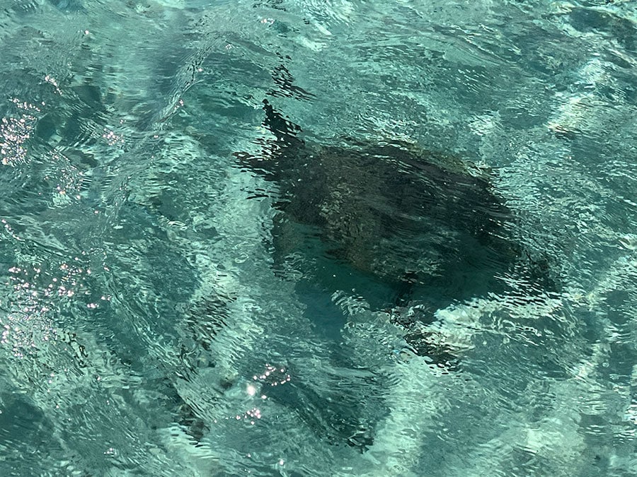 移動中、海ガメもあちこちで発見！