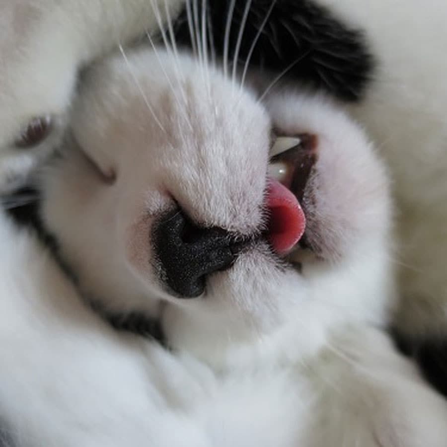 すやすや部門3位：ディマリア ♂ 16歳。