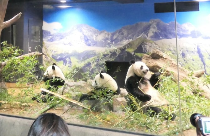 上野動物園にいた頃のシンシン。左はシャオシャオとレイレイ（2023年2月7日、筆者撮影）