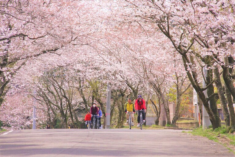 沖洲の桜並木／茨城県