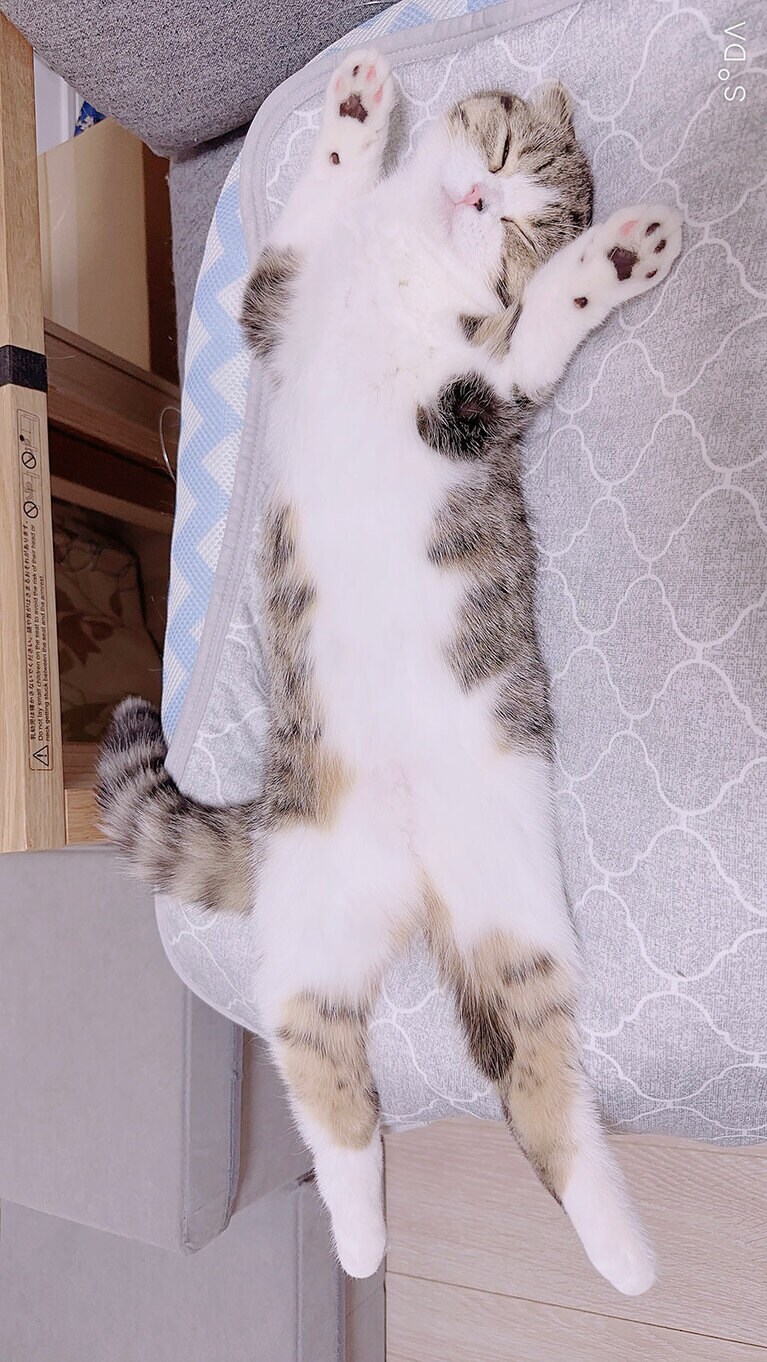 さくら ♀ 1歳。いつもはおてんばのさくらちゃん。やけに大人しいなと振り向いたら見事なバンザイ寝をしていました！（綾鷹さん）