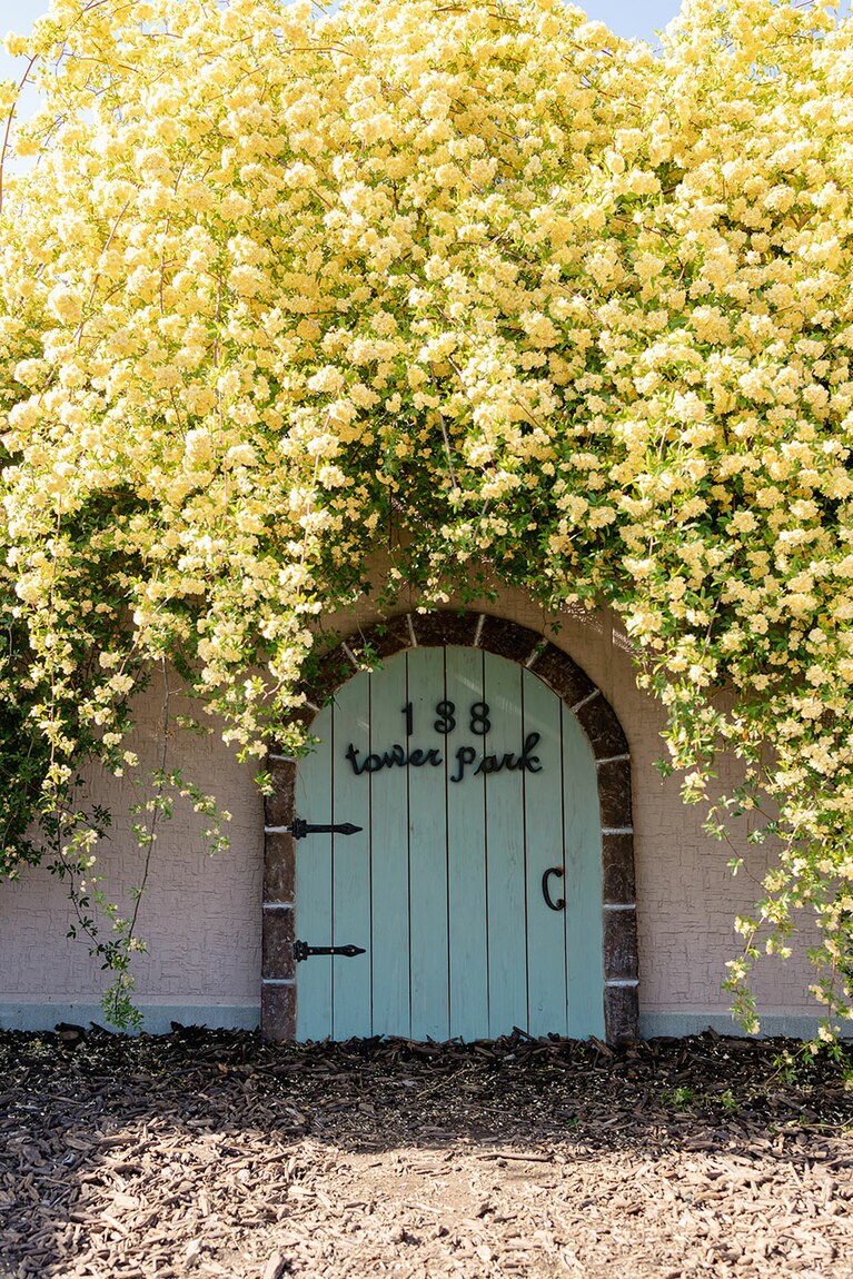 138タワーパークのモッコウバラ。